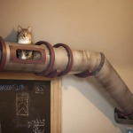 camino para gatos