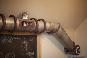 camino para gatos